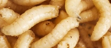 EU anuncia inversión de 21 mdd en Chiapas contra el gusano barrenador