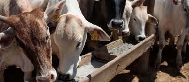 México y EU inician verificación de acciones contra el gusano barrenador