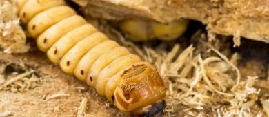 México con 390 nuevos brotes de gusano barrenador; el parásito ya llegó a fauna silvestre