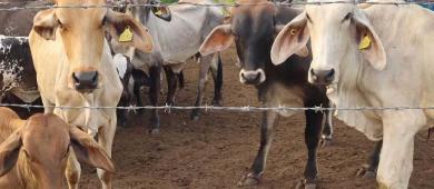 Sheinbaum admite que ‘no hay fecha’ para reanudar exportaciones de ganado a EU por plaga