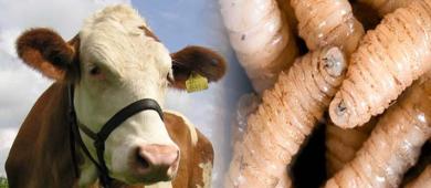 EE.UU. anuncia plan contra el gusano barrenador; México prevé reanudar exportación de ganado