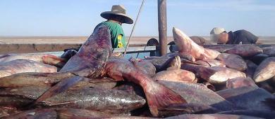 Senado legaliza venta de totoaba; podrá exportarse para cultivo