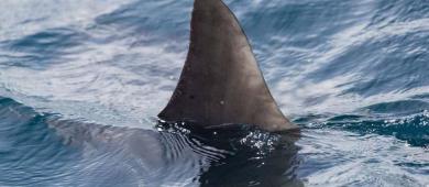 Piden a EU sanciones contra México por comercio internacional de aletas de tiburón