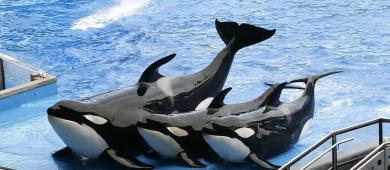 México prohíbe el uso de delfines y mamíferos marinos en espectáculos