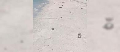 Descubren miles de peces muertos en La Paz; confirman Marea Roja