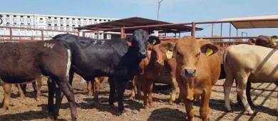 Estados Unidos reabre importaciones de ganado mexicano tras cierre por gusano barrenador