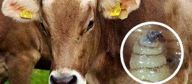 Caen 64% exportaciones ganaderas por gusano barrenador