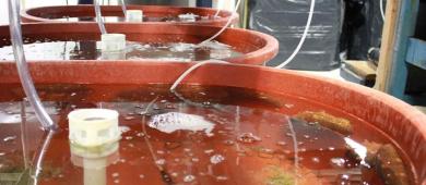 Pepino de mar: científicos buscan cultivarlo para preservar la especie frente a la pesca ilegal