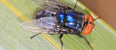 México y EU invierten 51 mdd en planta de moscas contra gusano barrenador