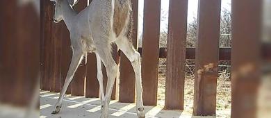 Nuevo muro de Trump acabaría con último corredor biológico del jaguar Arizona-Sonora