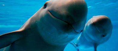 Sigue México en lista negra de UNESCO por desproteger a vaquita marina