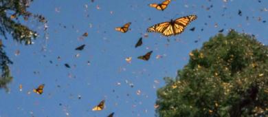 Unesco pide a México ampliar límites de Reserva de la Biosfera de la Mariposa Monarca