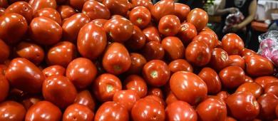 Gobierno federal y productores de jitomate acuerdan plan ante arancel de 17% de EU