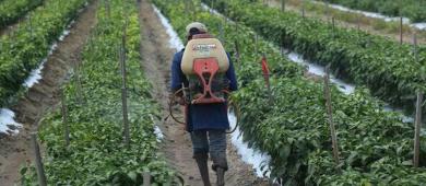 Van por cambios legislativos en uso de plaguicidas para proteger a polinizadores