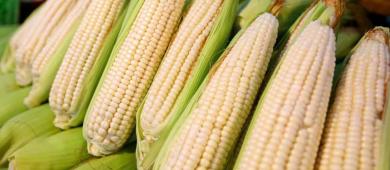 México garantiza “abasto nacional” de maíz blanco para 2025