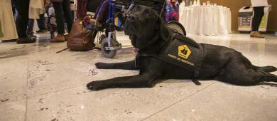 Avanza propuesta para evitar que se niegue la entrada a negocios a animales de compañía