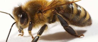 Abejas como pilares de la biodiversidad y la seguridad alimentaria