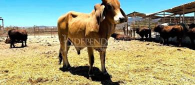 Gobierno de BCS invirtió 98.4 mdp como apoyo al sector agropecuario