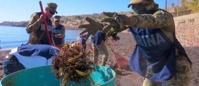 Continua MARINA con la campaña “Limpieza de Playas y Costas” en Santa Rosalía