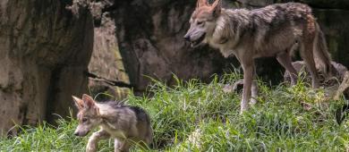 Lobo Mexicano volvió de la extinción gracias a zoológicos: AZCARM
