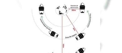 Baja California Sur, pionera en regular el avistamiento y nado con orcas en México