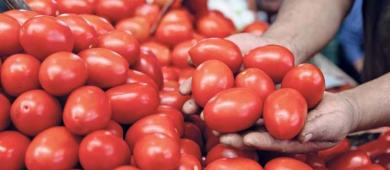 Economía y Agricultura fijan precios mínimos para exportar jitomate