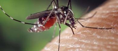 Dengue sigue en aumento; en una semana confirman 375 casos más
