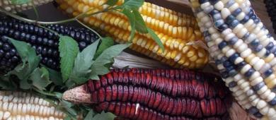 Maíz mexicano cae en picada por importación