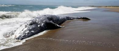 Lanzan S.O.S. por la ballena gris, tras muerte de 158 ejemplares en 2025
