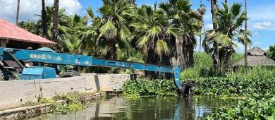 Un problema. Prevalece Estero de San José del Cabo con presencia de lirio acuático