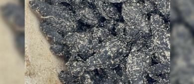 Hasta 25 mil huevos de tortuga fueron resguardados, durante lluvias por “Lorena”