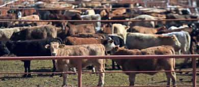 Exportar carne en lugar de ganado vivo a EU, plantea Sheinbaum en Coahuila