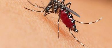 Reportan 16 muertes a causa del dengue en una semana