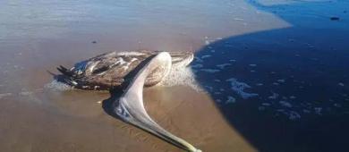 Sacrifican a 23 delfines para caza de tiburón en Golfo de México