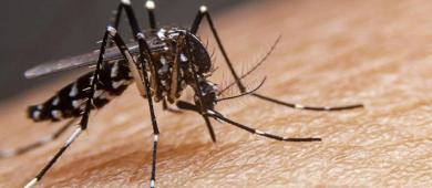 México suma casi 10 mil casos de dengue; 759 en la última semana