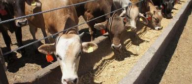 Sheinbaum pide a EU que el cierre de la frontera al ganado no sea ‘discrecional’