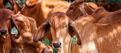 Estados Unidos critica manejo del gusano barrenador en México cerca de la frontera