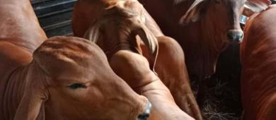 México registra aumento del 32% en los casos de gusano barrenador del ganado desde agosto