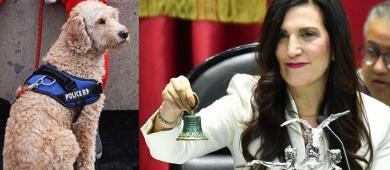 Kenia López propone eliminar IVA en alimentos y medicinas para mascotas