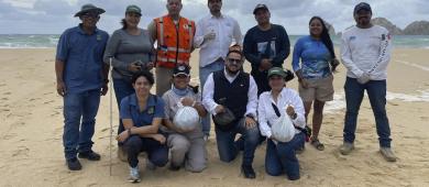 Más de 10 mil huevos de tortuga se recolectaron en CSL, tras lluvias