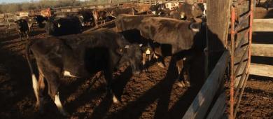 Plaga del gusano barrenador se reduce 28% con plan conjunto México-EE.UU.