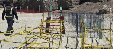 Playa El Coromuel, ejemplo de protección de la tortuga golfina en BCS