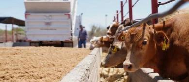 Industria cárnica busca nuevos mercados ante incertidumbre sobre reapertura fronteriza