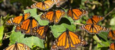 Comenzó migración de Mariposa Monarca a México