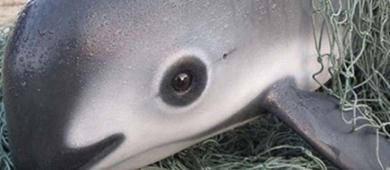 Europa solicitará embargo comercial contra México por falta de protección a vaquita marina