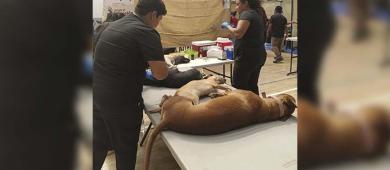 UABCS participa en jornada de esterilización canina y felina en coordinación con la Secretaría de Salud