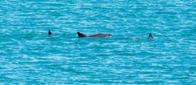 México y ONG confirman el avistamiento de entre siete y diez ejemplares de vaquita marina