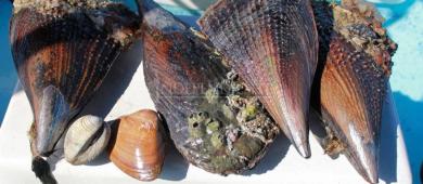 Pescadores de El Manglito trabajan en restaurar la bahía de La Paz