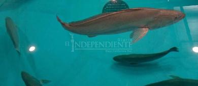 Santomar desarrolla una acuicultura resiliente al cambio climático en BCS