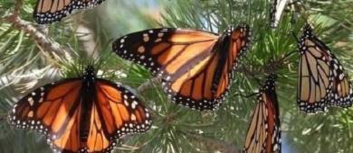 Llega a Michoacán la primera mariposa monarca con transmisor satelital